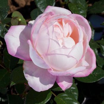 Rosa - 'Best Kept Secret&trade;' Tea Rose