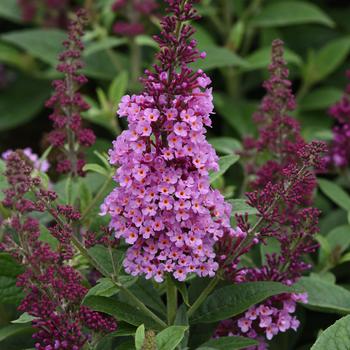 Buddleia davidii (Butterfly Bush) - Chrysalis&trade; Pink