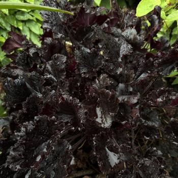 Heuchera - 'Timeless Night' Coral Bells