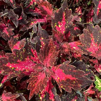 Coleus - Down Town&reg; 'Santa Monica'