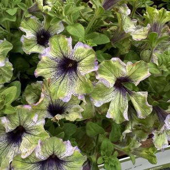 Petunia - Amazonas&trade; 'Plum Cockatoo'