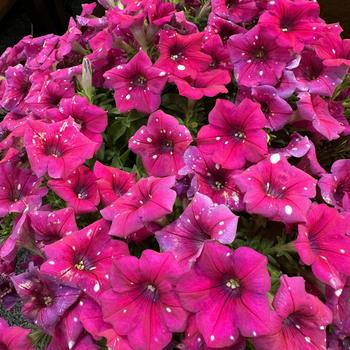 Petunia - Surprise&reg; 'Sparkle Magenta'