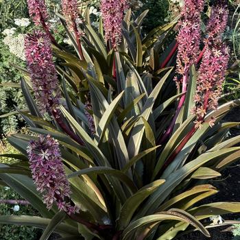 Eucomis (Pineapple Lily) - Crowning Glory&trade; 'Purple Reign'