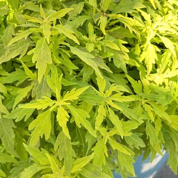 Coleus scutellarioides - ColorBlaze&reg; Mini Me&trade; Chartreuse