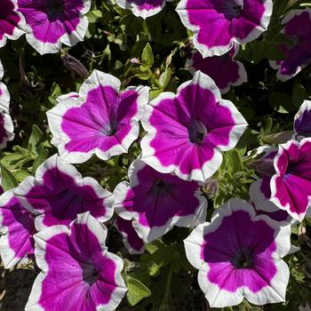 Petunia - Supertunia&reg; Hoopla&trade; Vivid Orchid