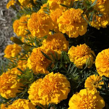 Tagetes patula (French Marigold) - Bonanza 'Gold'