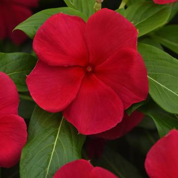Catharanthus roseus (Vinca, Periwinkle) - Titan-ium&trade; Dark Red