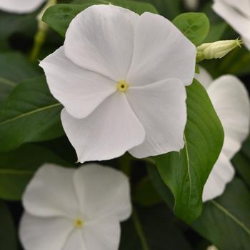 Catharanthus roseus (Vinca, Periwinkle) - Titan-ium&trade; White