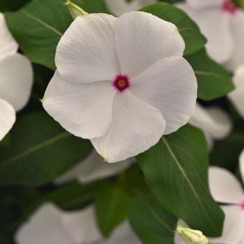 Catharanthus roseus (Vinca, Periwinkle) - Titan-ium&trade; Polka Dot
