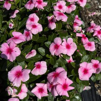Catharanthus roseus (Vinca, Periwinkle) - Titan-ium&trade; Blush