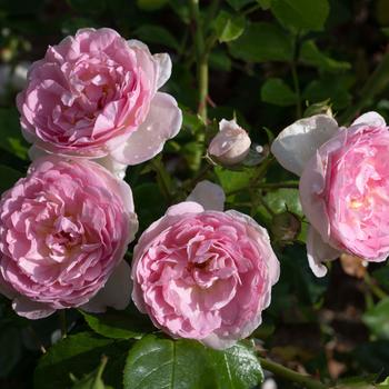 Rosa - Romantica&reg; Ball Gown&trade; Hybrid Tea Rose 