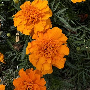 Tagetes patula (Marigold) - Super Hero&trade; Orange