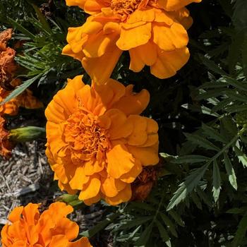 Tagetes patula (French Marigold) - Durango&reg; Orange
