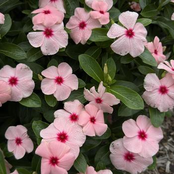 Catharanthus roseus (Vinca, Periwinkle) - Titan-ium&trade; Apricot