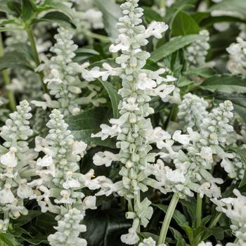 Salvia farinacea (Mealycup Sage) - Unplugged&trade; White