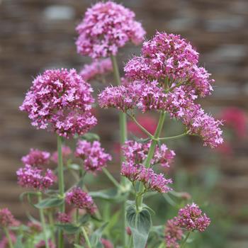 Centranthus ruber - 'Pretty Betsy' Red Valerian