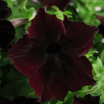 Petunia - Sophistica&reg; 'Blackberry'