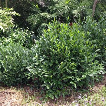 Camellia sinensis - Brew-Tea-Ful&trade; Tea
