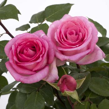 Rosa (Hybrid Tea Rose) - Eleganza&reg; 'Beverly&trade;'