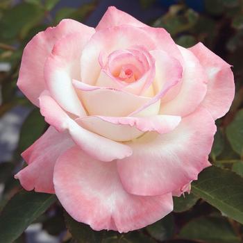 Rosa - Secret&trade; Rose