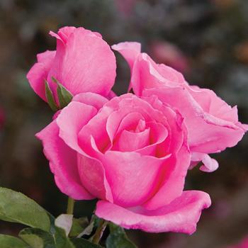 Rosa - 'The McCartney Rose&trade;' Hybrid Tea Rose