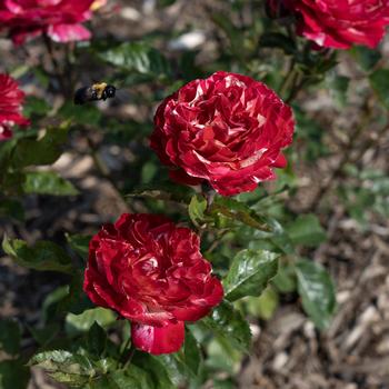 Rosa - Winning Streak&trade; Rose