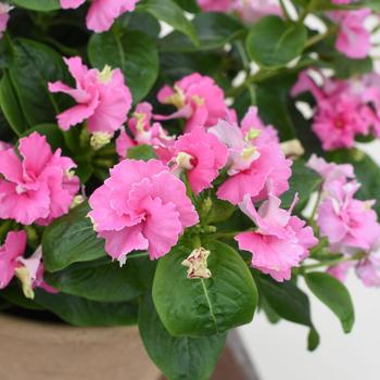 Catharanthus (Vinca) - Soiree&reg; Flamenco Pink Twist