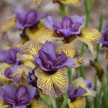 Iris sibirica - 'Purring Tiger' Siberian Iris