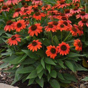 Echinacea purpurea (Coneflower) - Sombrero Poco&trade; 'Hot Coral'