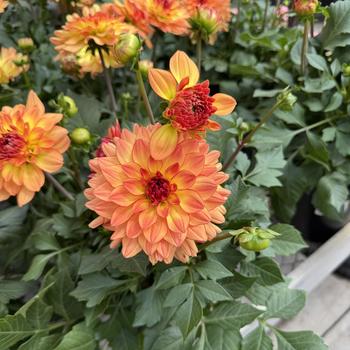 Dahlia - Venti&trade; 'Tequila Sunrise Improved'