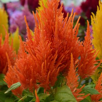 Celosia argentea plumosa (Cockscomb) - Fresh Look Orange