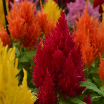 Celosia argentea plumosa (Cockscomb) - Fresh Look Red