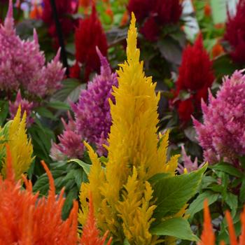 Celosia argentea plumosa (Cockscomb) - Fresh Look Series