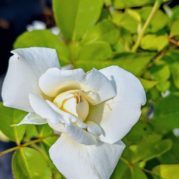 Rosa - 'John F. Kennedy' Hybrid Tea Rose
