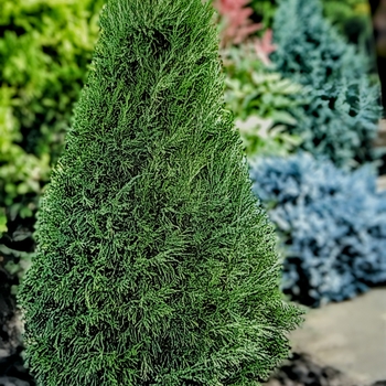 Juniperus chinensis - 'Spartan' Juniper