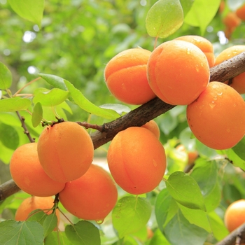 Prunus armeniaca - 'Goldcot' Apricot
