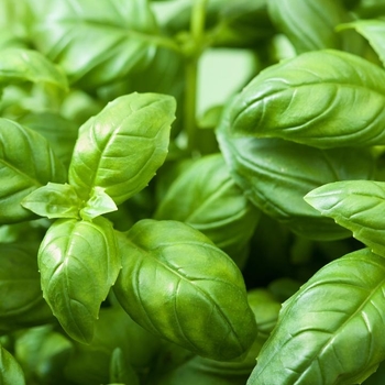 Basil - Basil Rutgers DMR Passion