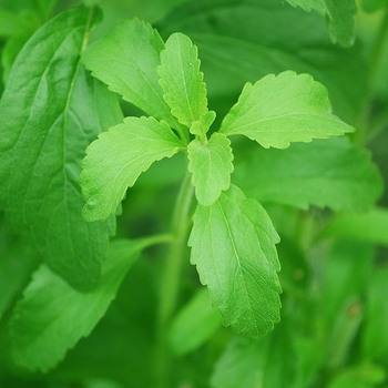 Stevia rebaudiana - Stevia