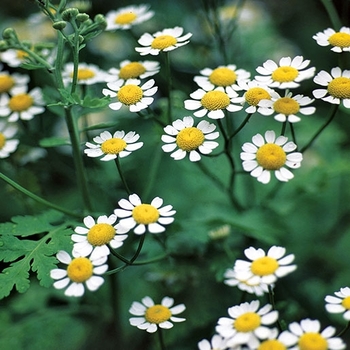 Tanacetum parthenium (Feverfew) - Feverfew