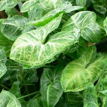 Syngonium - Syngonium