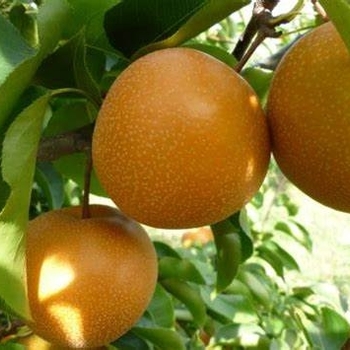 Pear - Pear Raja Asian Dwarf