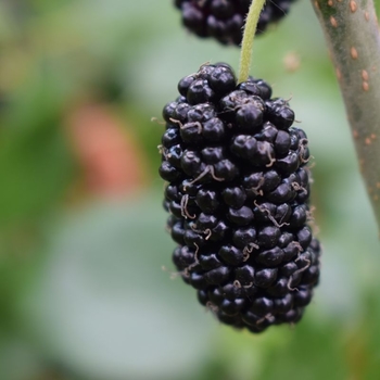 Mulberry - Mulberry Dwarf Mojo Berry 