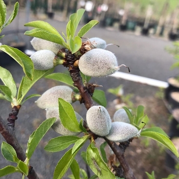 Almond - Almond All-In-One