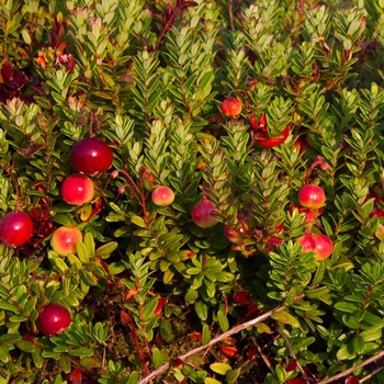 Cranberry - Cranberry Pilgrim 