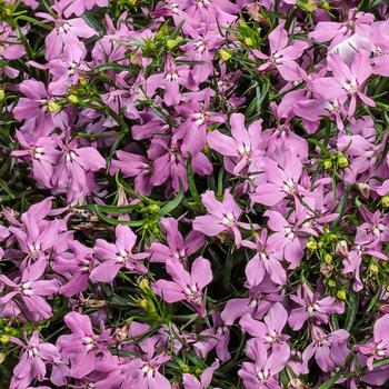 Lobelia erinus - Laguna&reg; 'Royale Pink'