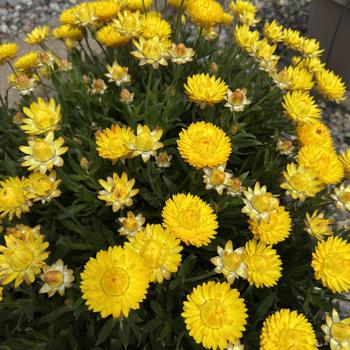 Bracteantha bracteata - 'SunBrero Yellow' Strawflower