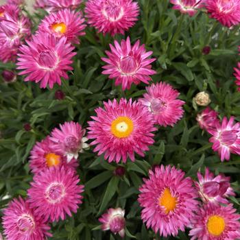 Bracteantha bracteata - 'SunBrero Pink' Strawflower