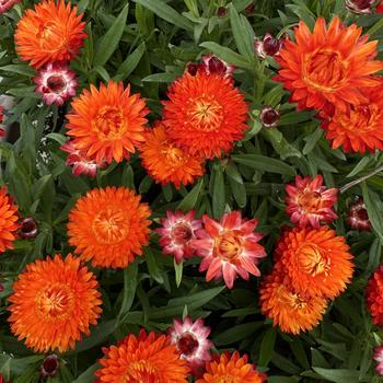 Bracteantha bracteata - 'SunBrero Orange' Strawflower