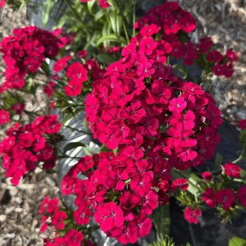 Dianthus (Interspecific Dianthus) - Jolt&trade; 'Cherry'
