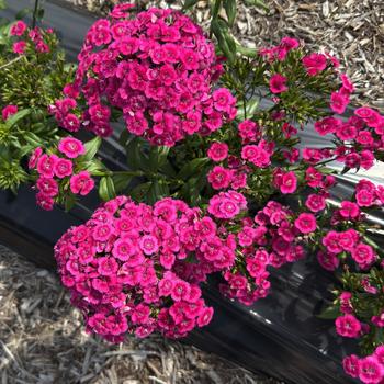 Dianthus (Interspecific Dianthus) - Jolt&trade; Pink